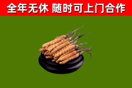 资兴回收散虫草